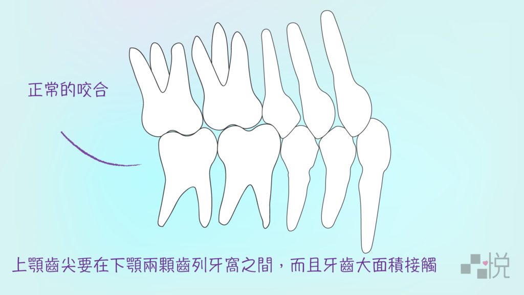 兩排牙齒互相嵌合的圖畫