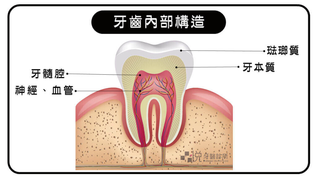 牙齒構造剖面圖